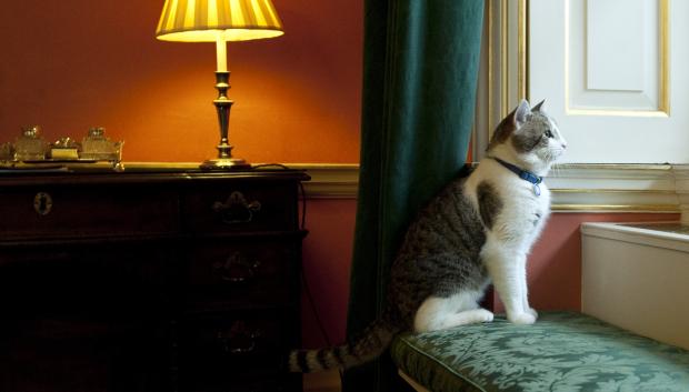 Larry,  Downing Street's new official rat catcher, relaxes in the Prime Minister's residence in London, shortly after his arrival, Tuesday Feb. 15, 2011.