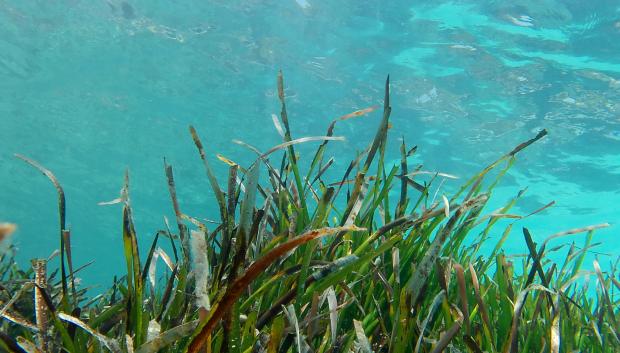 Posidonia oceánica en las costas de Mallorca