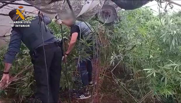 Plantación de marihuana desmantelada por la Guardia Civil