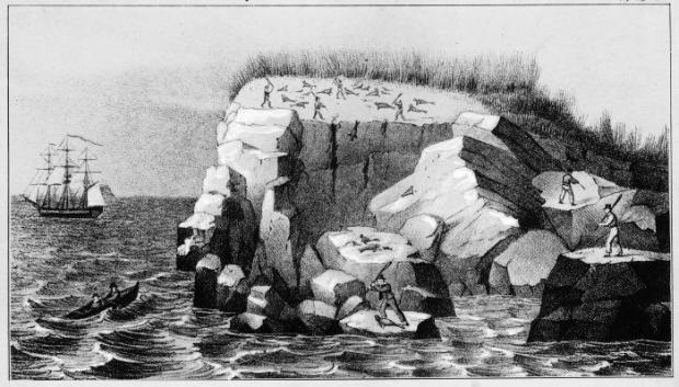 Explotación de lobos marinos en la isla Beauchene hacia 1833