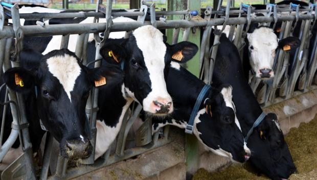 Vacas de una explotación ganadera de ALBA Ganaderos.