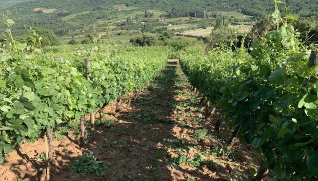 Desde diferentes puntos de la geografía gallega, se organizarán visitas guiadas a las bodegas participantes de los diferentes territorios