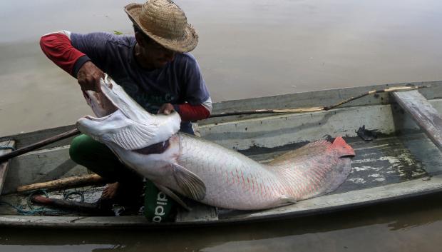 Un pescador saca un gran pirarucu del agua