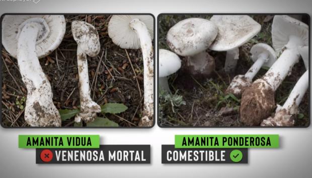 La amanita vidua es muy similar a la amanita ponderosa