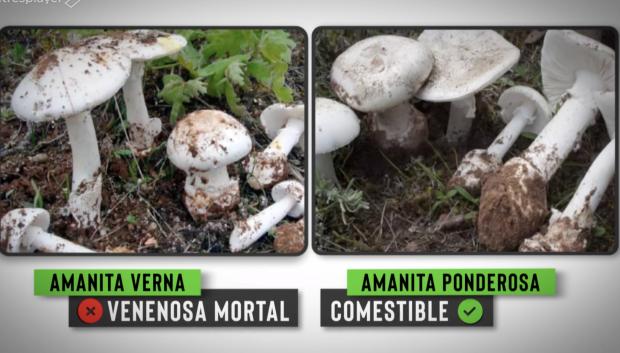 La amanita verna es muy similar a la amanita ponderosa