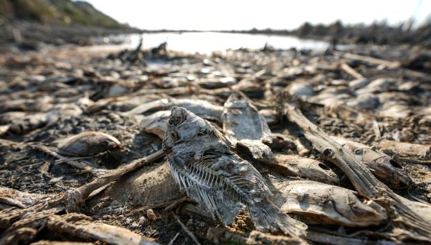 Los peces muertos yacen en las orillas de un pantano seco en Chibayish