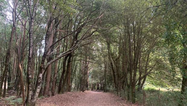 Camino de Santiago