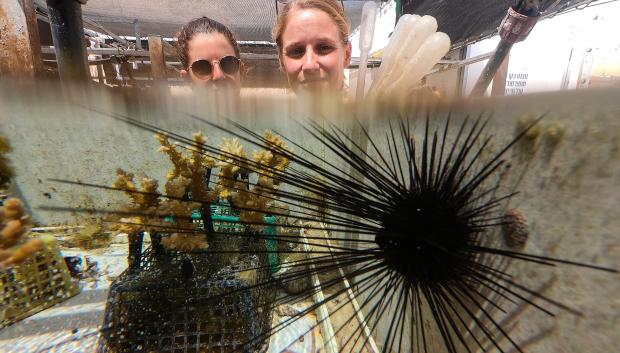 La científica Lisa-Maria Schmidt (derecha) y una estudiante de la Universidad de Tel Aviv observan un erizo de mar en un acuario