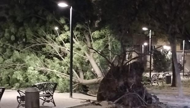 Árbol arrancado de cuajo por el viento