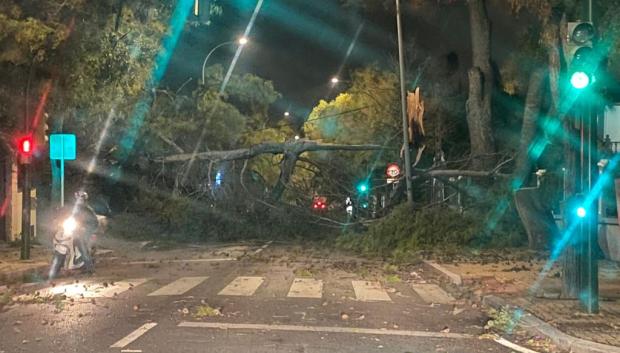 Árbol caído en la Avenida del Brillante