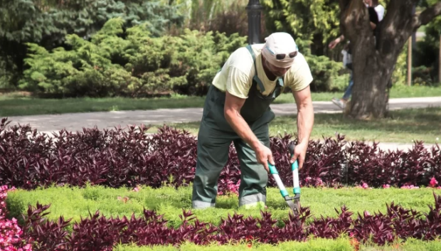 Jardinero trabaja podando un arbusto