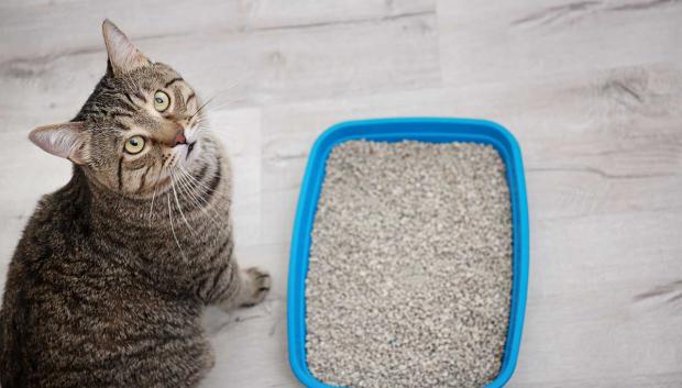 Cuanto mejora sea la arena para gatos, mejor será el resultado