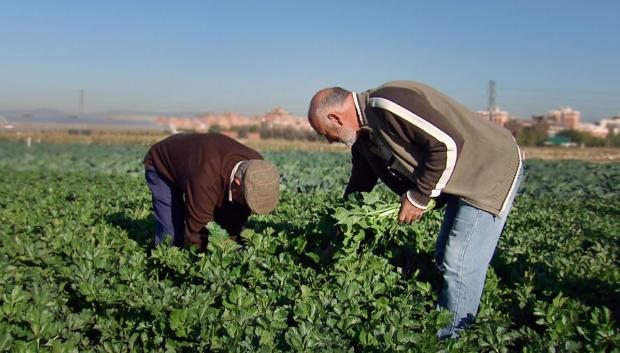 Agricultores trabajando en el campo de Madrid