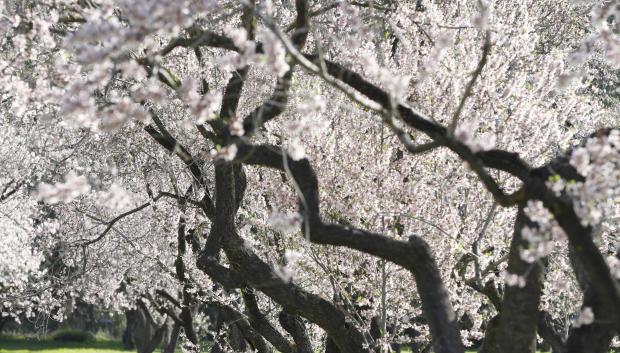 Vista de La Quinta de los Molinos, con más almendros que nunca