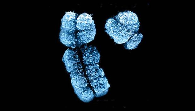 Cromosomas X (izquierda) e Y (derecha)