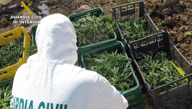 Guardia Civil desmantela una plantación de marihuana sembrada en un melonar