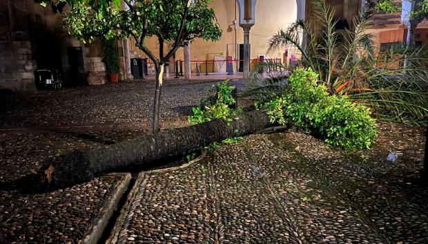 Una de las palmeras caídas en el Patio de los Naranjos