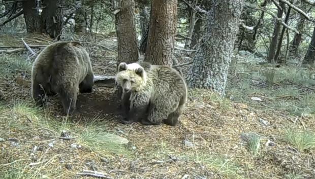 Osos pardos de los Pirineos catalanes