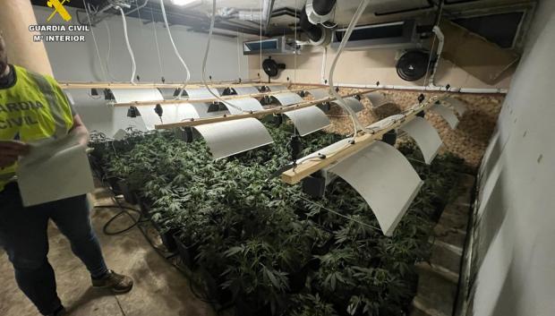 Plantación de marihuana descubierta en la Operación Primoto
