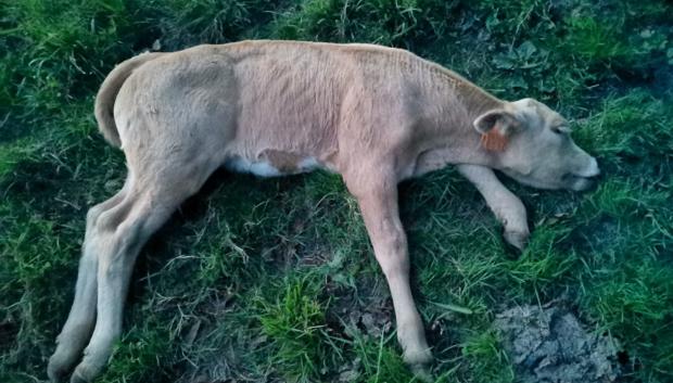 Ternero muerto tras sufrir una infección por un ataque de lobo en Lugo