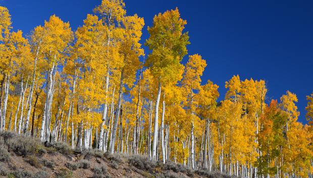 Pando, visto de cerca: está formado por unos 47.000 álamos temblones