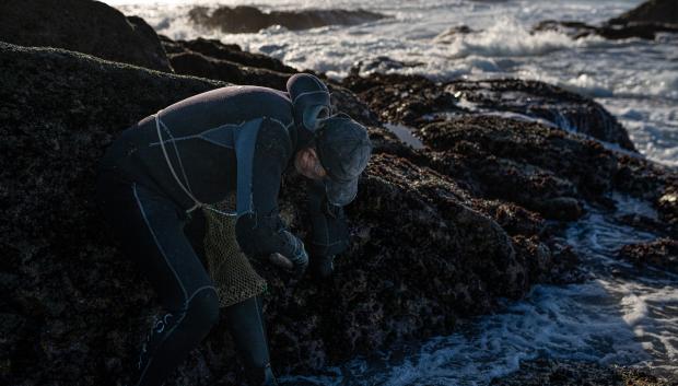 Un percebeiro recoge la cría del percebe en la costa de Pontevedra