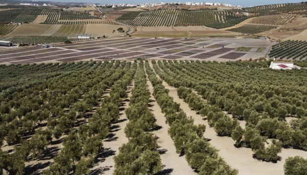 Campo con olivos en Córdoba