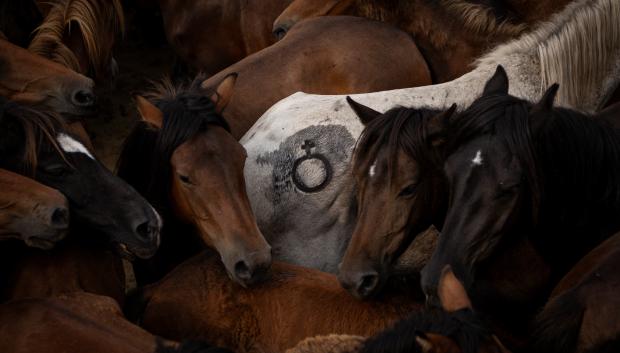 Caballos dentro del curro esperan a los 'aloitadores' para que les corten las crines

Fotos: Agostime