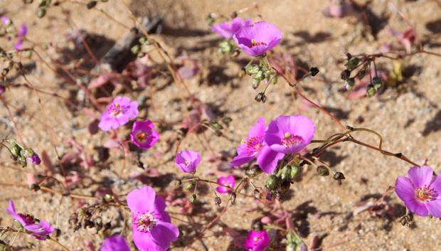 Flores en el desierto de Atacama