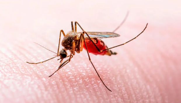 Los mosquitos transmiten el virus del Nilo