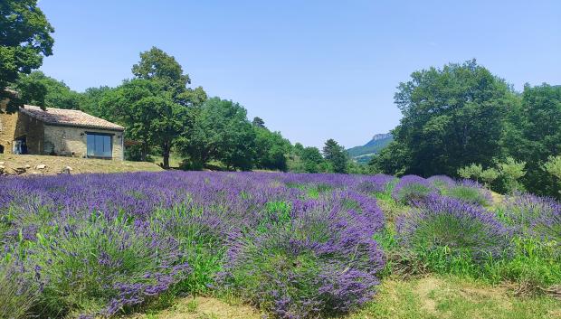 Campos de Lavanda