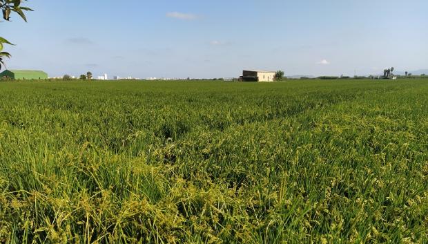 Un campo valenciano, en una imagen de archivo