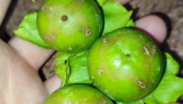 Fruto afectado por la plaga