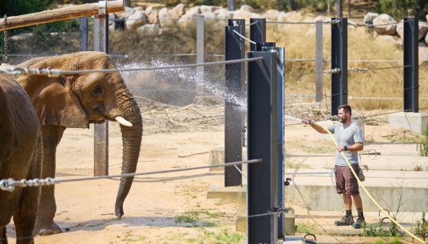 Un operario riega a un elefante en el Zoo de Barcelona