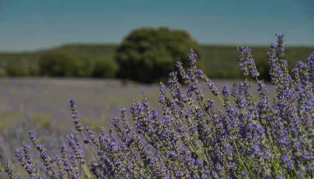 Imagen de Brihuega, Lavanda y Guadalajara