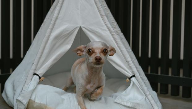 Tipi para Perros