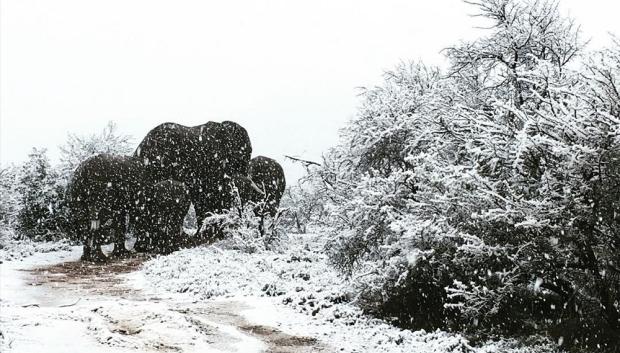 Varios elefantes caminan sobre la nieve en Sudáfrica