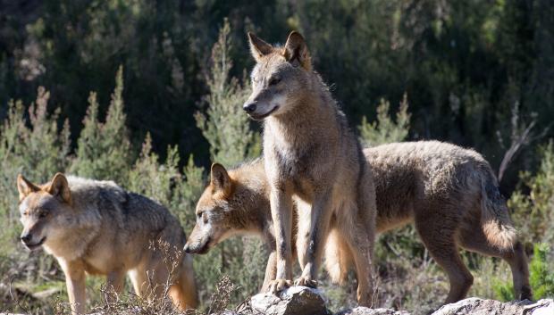 Varios lobos ibéricos en Robledo de Sanabria, en plena Sierra de la Culebra