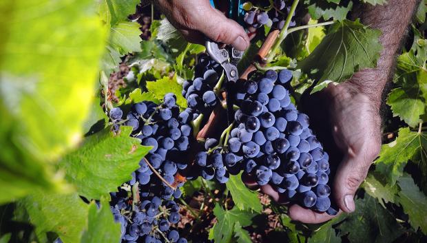 Vendimia manual en una finca de garnachas