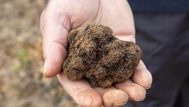 Trufa recién extraída del monte, todavía con tierra