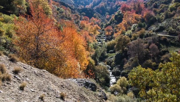 Ruta del Bosque Encantado