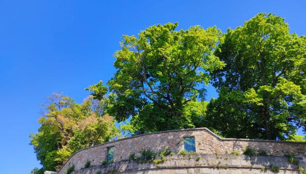 Olmos del jardín de San Carlos, en mayo de 2022, con las hojas de color amarillo ya en algunos