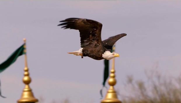 Las aves son las protagonistas en «Cetrería de Reyes»