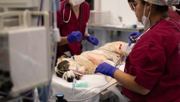 El Hospital Clínico Veterinario de la CEU UCH presta atención veterinaria a pequeños y grandes animales afectados por la DANA
REMITIDA / HANDOUT por UCH-CEU
Fotografía remitida a medios de comunicación exclusivamente para ilustrar la noticia a la que hace referencia la imagen, y citando la procedencia de la imagen en la firma
05/11/2024