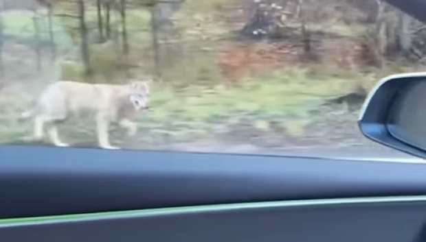 El lobo no es precisamente pequeño