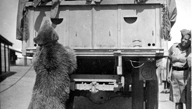 El oso pardo Wojtek de pie junto a un camión que transporta mujeres soldados que quieren acariciarlo en Palestina en 1943