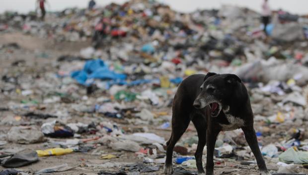 Un perro busca comida entre cartones y botellas