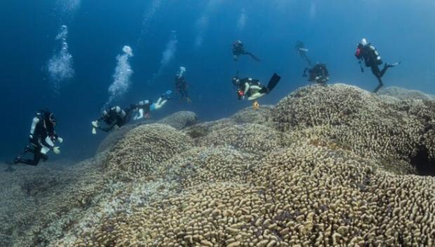 Imagen del coral más grande del mundo descubierto por el biólogo español Manu San Félix