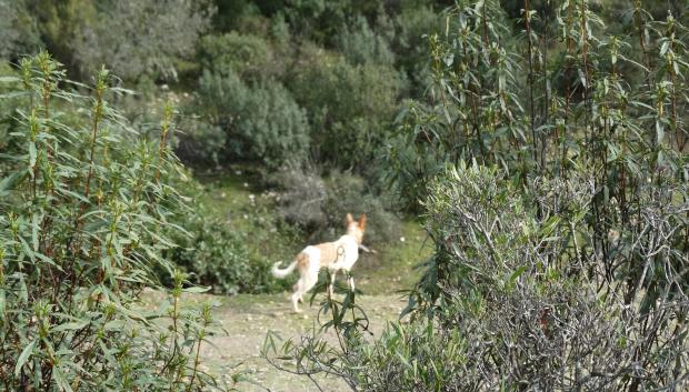 Precioso podenco berrendo cazando en los Veladores