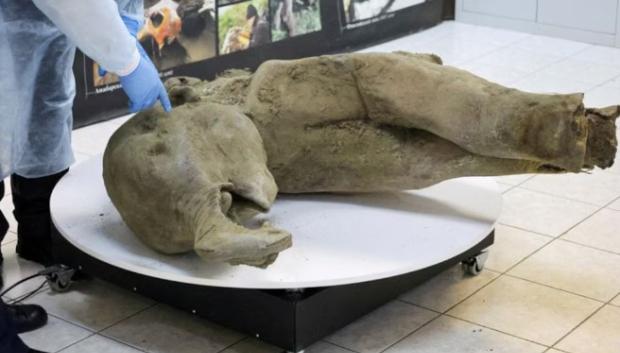 Investigadores muestran el cadáver de la cría de mamut